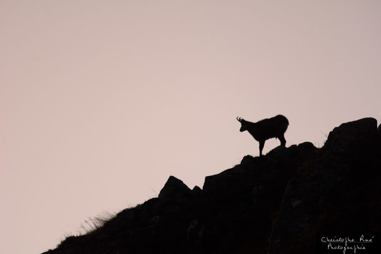 Visite aux chamois d&rsquo;Auvergne