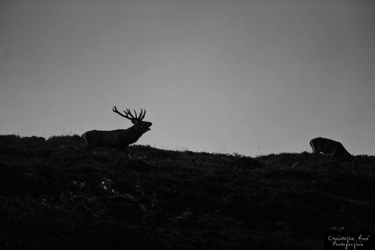 Série cerfs 2014 N&B