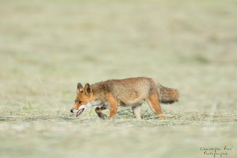 Renard, drôle de vie