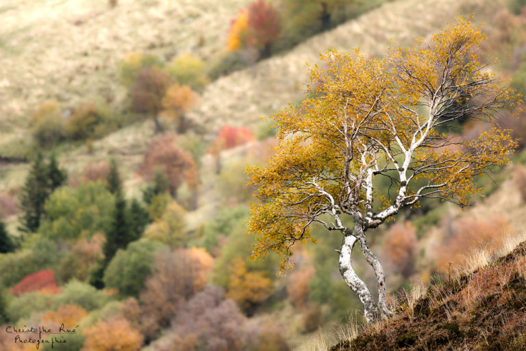 Ombres et lumières d&rsquo;Auvergne