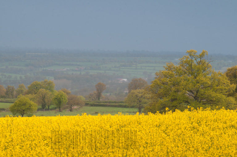 Printemps, la métamorphose